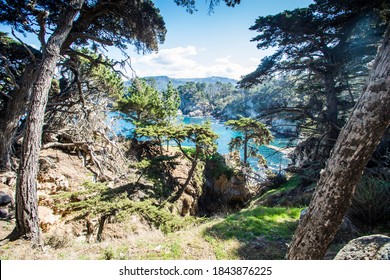 Pine Forest In Point Lobos, California