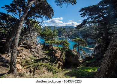 Pine Forest In Point Lobos, California