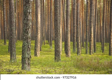 Pine forest. Poland
