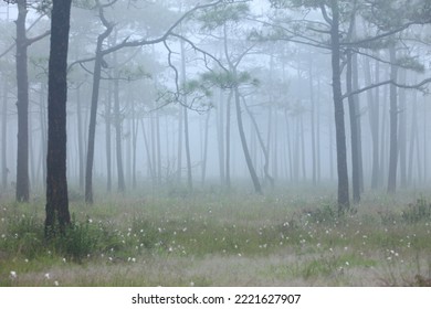 Pine forest in the rainy season.
Phu Luang wildlife sanctuary ,
Loei province ,Thailand  - Shutterstock ID 2221627907