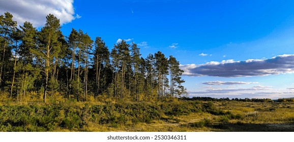 Pine forest in the rays of the setting sun
