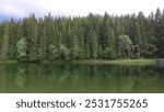 Pine forest reflecting on the surface of a still lake