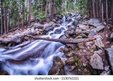 Pine Forest River Creek Landscape