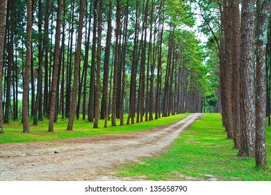 Pine Forest Road