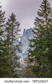 pine forest and rocks