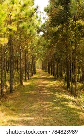 
Pine forest route