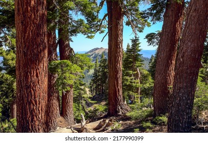 In the pine forest scene. Pine tree trunks. Pines in pinewood grove. Pine forest tree trunks background