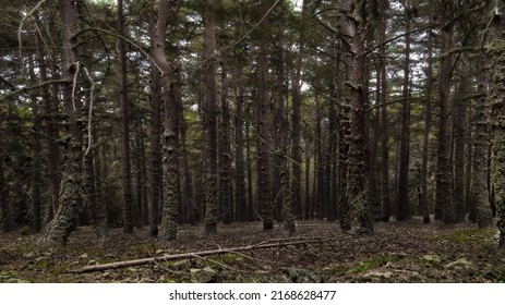 Pine Forest In The Sierra De Guadarrama, Madrid