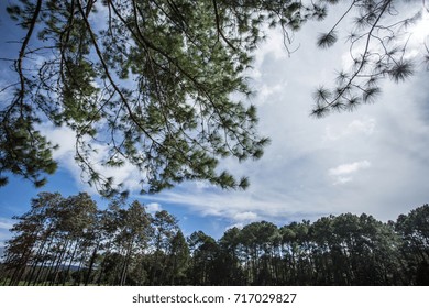 Pine forest and sky