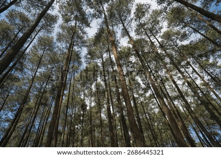 pine forest and sky behind really calming