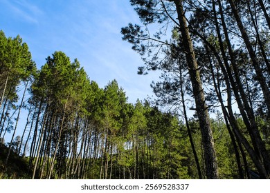 Pine Forest Sky View Background