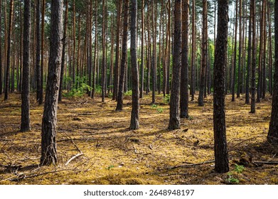 pine forest with slight side light