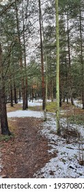 A pine forest in the snow