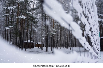Pine forest in the snow in focus in the background, volleyball net in the foreground in soft focus