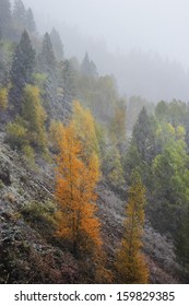 Pine Forest In Snowstorm, Mount Sneffels Range, Colorado, USA