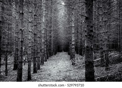 Pine Forest In Straight Rows With Vanishing Point, Black And White