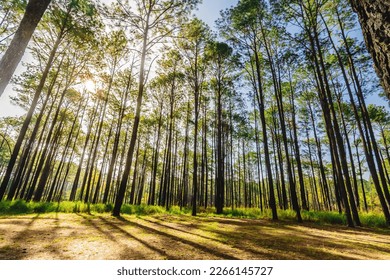Pine forest in summer at Thung Salaeng Luang National Park, Thailand. - Shutterstock ID 2266145727