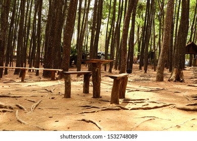 pine forest in summer time