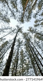 
Pine forest, summer. A visually pleasing photograph.