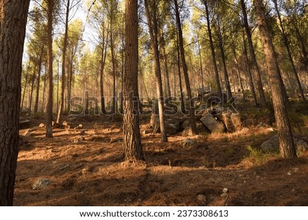 Pine forest with sunset light and large stone blocks among the trees on the mountain of La Muela in Rincón de Ademuz, near the archaeological site of La Celadilla on the Iberian Peninsula