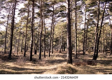 Pine Forest In Skanör Sweden