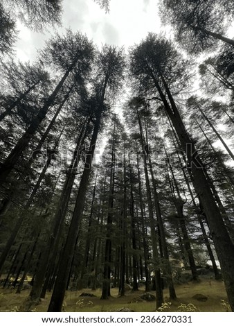 Similar – View of the turquoise sea in Canada framed by coniferous forest