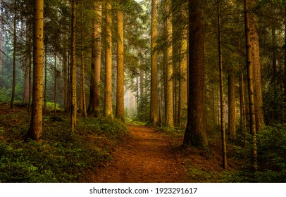 Pine forest trail landscape. Trail in pine grove - Shutterstock ID 1923291617
