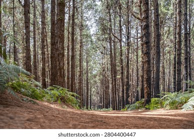 Pine Forest Trail Leading Through Tall Trees With Green Ferns