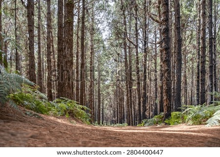 Pine Forest Trail Leading Through Tall Trees With Green Ferns