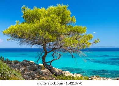 Pine forest tree by the sea in Halkidiki, Greece - Powered by Shutterstock