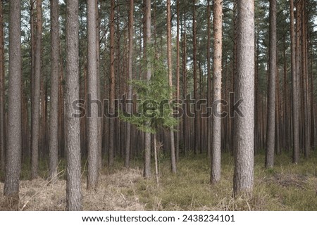 Similar – Image, Stock Photo buy a piece of forest?