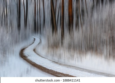 Pine forest, tree trunks on a winter day. The natural rhythm of tree trunks and shrub branches. A winding forest trail leads through the snowy forest. Blurred background. Latvia