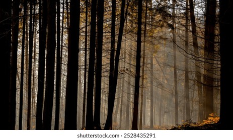 Pine forest with tree trunks in winter with morning sunlight and mist, A pine is any conifer in the genus Pinus of the family Pinaceae, Pinus is the sole genus in the subfamily Pinoideae, Netherlands.
