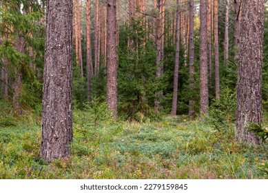 Pine forest. Trees, moss, lingonberry. Autumn calm. - Shutterstock ID 2279159845
