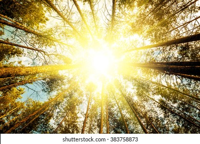 pine forest trees. nature green wood sunlight backgrounds