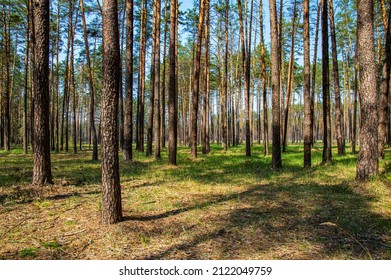 Pine forest trees in sunlight against a blue sky. Green grass. Coniferous trees. Pine forest. Blue sky. Green plants. Natural landscape. Environment. Eco system. Beauty in nature.