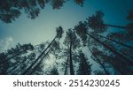 pine forest, trees, woodland, nature, forest, evergreen, landscape, pine trees, coniferous, greenery, outdoors, natural, scenic, pine, forest path, wilderness, woods, foliage, tree trunks, tranquil