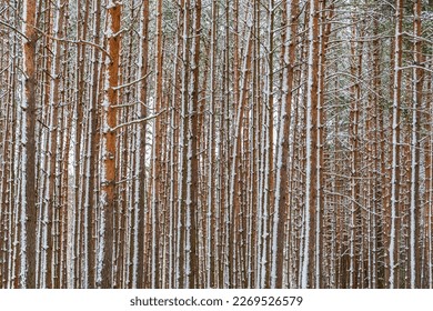 Pine forest trunks in the snow as a background.
