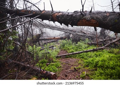 A Pine Forest Turned Into A Windbreak By Hurricane. Broken Tree Trunks