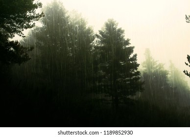 Pine Forest Under Heavy Rainfall During Autumn