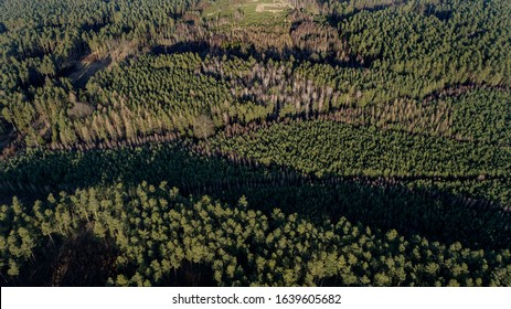 Pine Forest Under Strong Pressure Of Forest Management In The Lower Silesia