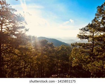 Pine forest under the sunshine
