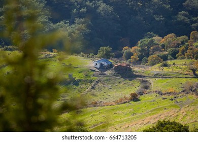 Pine forest view
