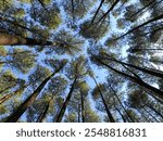 Pine forest viewed from below, with a cloudy blue sky.