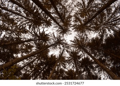 Pine Forest Viewed from the Ground – Tree Trunks Stretching Upward with Faint Light Through the Canopy - Powered by Shutterstock