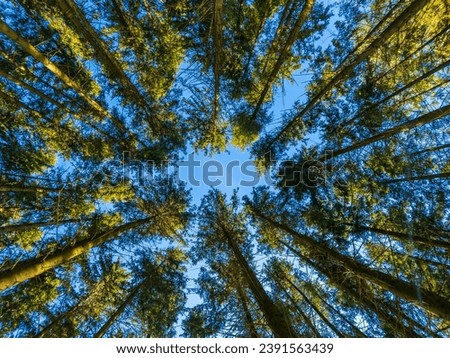 pine forest, wide angle view in upward direction at sunny summer day