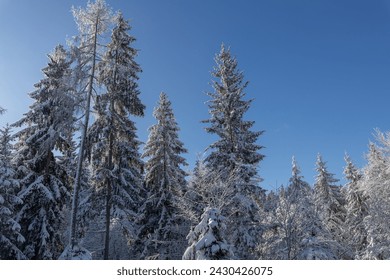 Pine forest in winter in snow at sunset against a background of blue clear sky in the Alps - Powered by Shutterstock