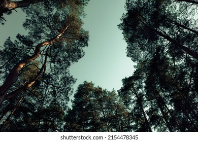Pine Forest Wood Treetops. Long Angle Dramatic Bottom View Up Above. Tall Trees. Blue Sky on Background.