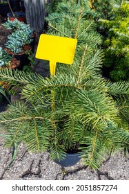 Pine Gray Fir Seedling In A Pot At The Market In The Fall With A Table For Text