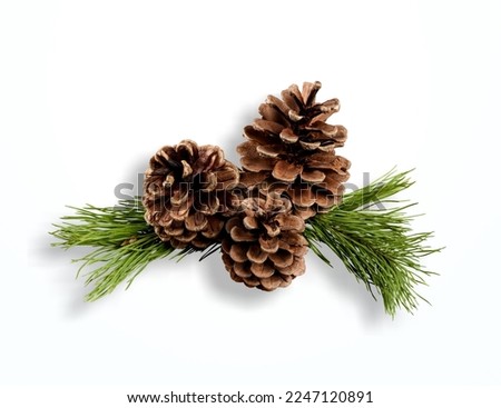 Pine green branch tree with cone on background